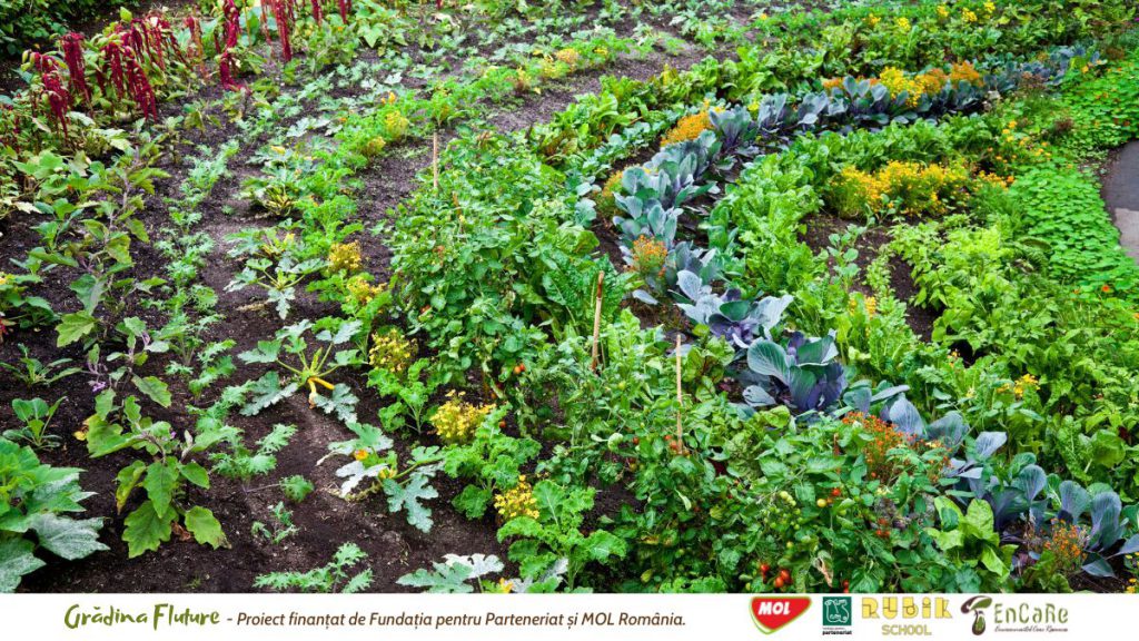 O grădină ecologica ne permite să avem la îndemână o varietate largă de legume
