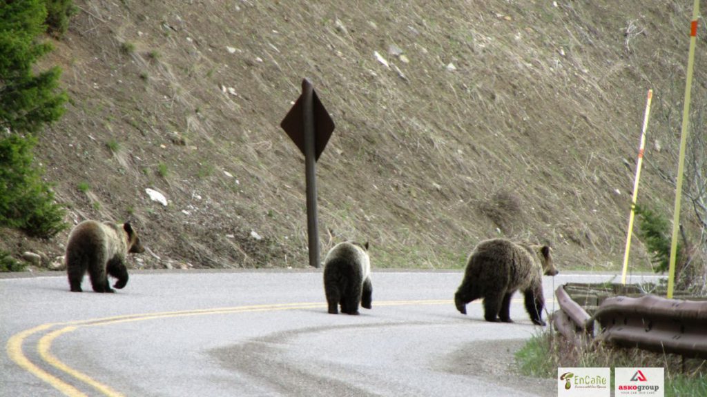 urșii pe drum montan