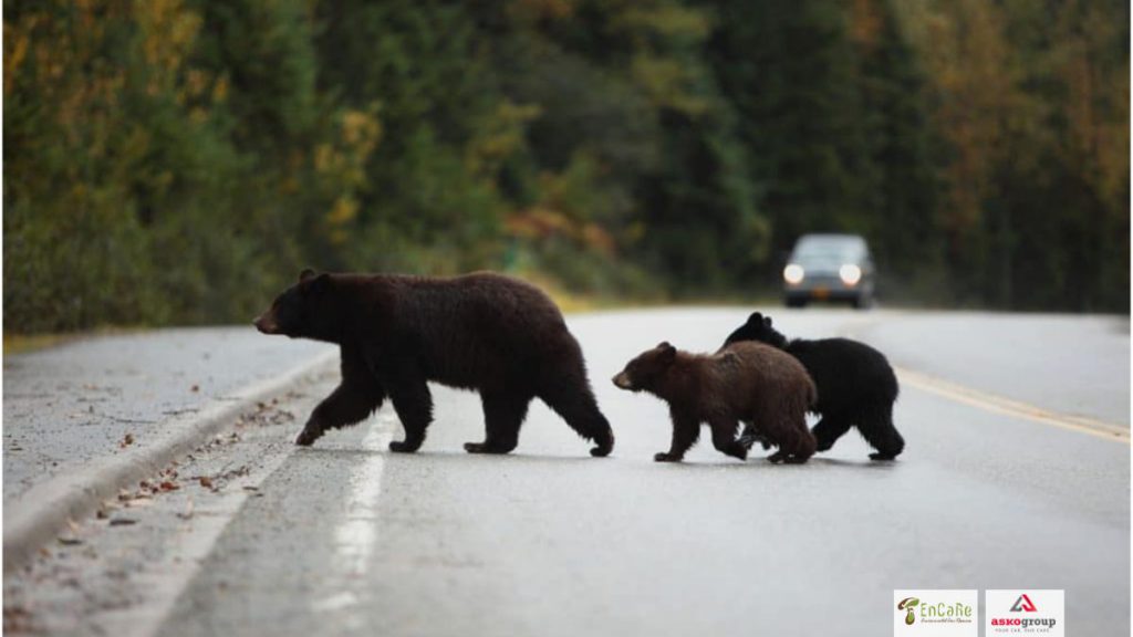 Urșii ursoaica cu pui traversand drum montan