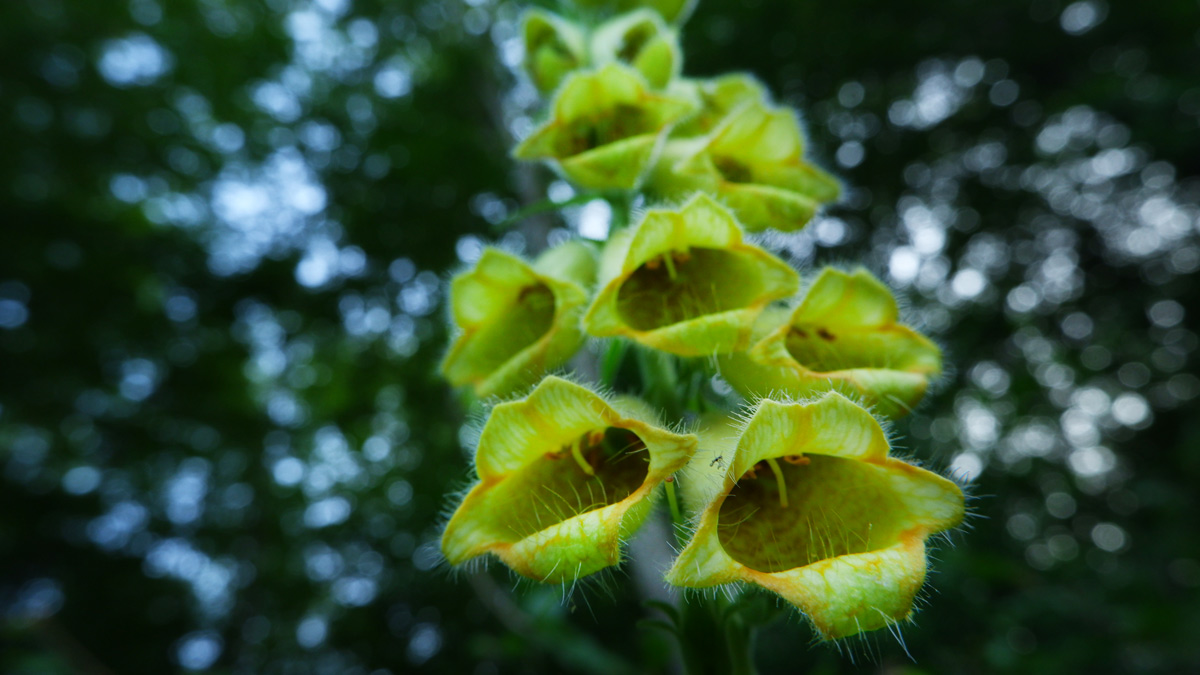 Digitalis grandiflora - detaliu inflorescență